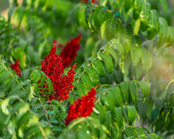 Close-up of red berries growing on plant