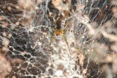 Close-up of spider on web