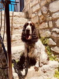 English springer spaniel