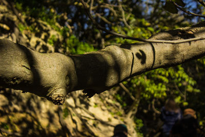 Close-up of lizard on tree