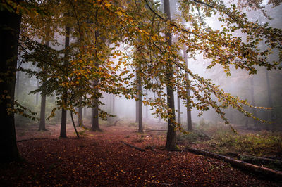 Trees in forest during autumn