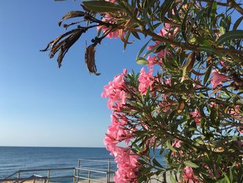 Tree by sea against clear sky