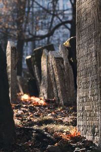 View of tree trunks in forest