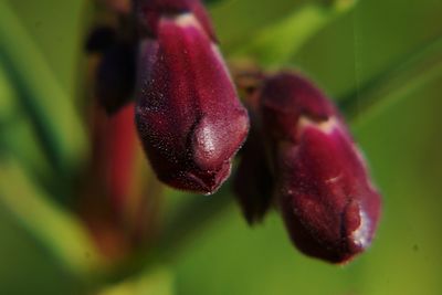 Close-up of honey bee on plant