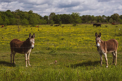 A pair of donkeys standing in a field