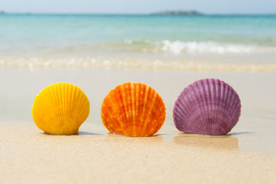 Close-up of shells on beach