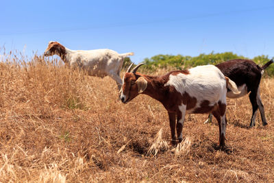 Goats cluster along a hillside with saddleback mountains in aliso and wood canyons wilderness park.