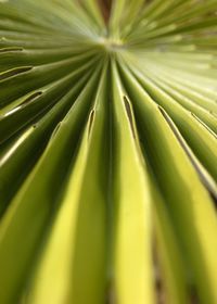 Full frame shot of palm leaf