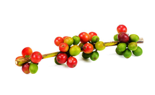 Close-up of tomatoes against white background