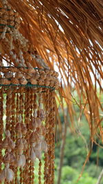 Close-up of coconut palm tree