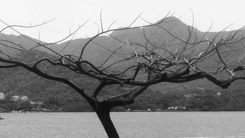 Bare tree against sky