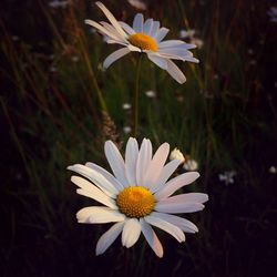 Close-up of osteospermum blooming outdoors
