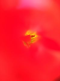 Extreme close up of red flower