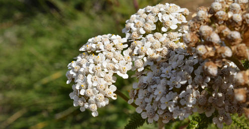 Close-up of white flowering plant