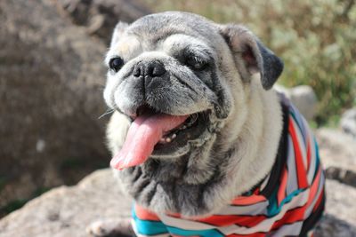 Close-up of dog