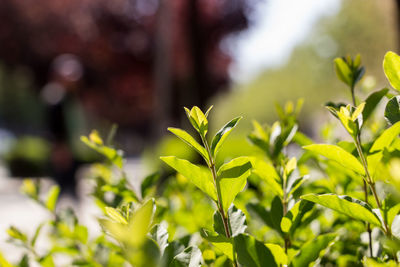 Close-up of fresh green plant