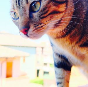 Close-up portrait of cat