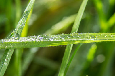 Close-up of wet insect on grass