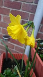 Close-up of yellow flower pot