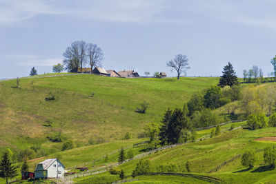 Panoramic view of trees on field against sky