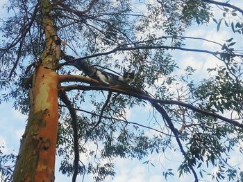 Low angle view of tree against sky