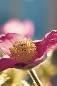 Close-up of pink flower