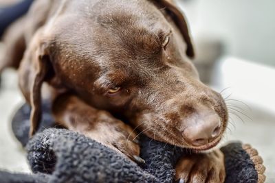 Close-up of a dog resting