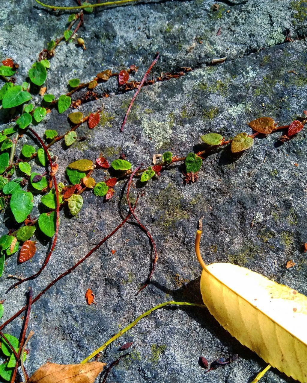 HIGH ANGLE VIEW OF PLANTS GROWING ON FOOTPATH