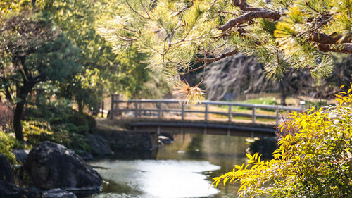 Bridge over river against trees