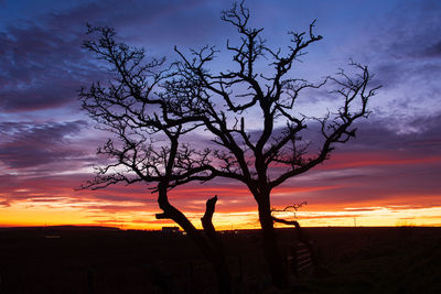 Silhouette bare tree on field against sky during sunset