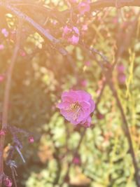 Close-up of pink flowering plant