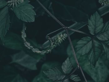 Close-up of green leaves