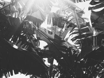 Close-up view of tree