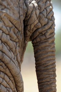 Close-up of elephant