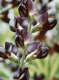 Close-up of plant against blurred background