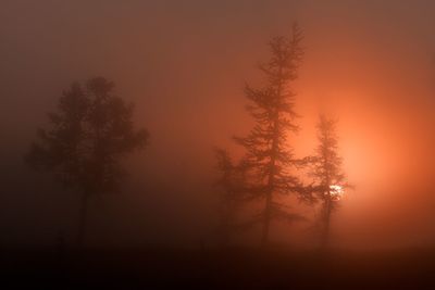 Silhouette trees on landscape against sky during sunset