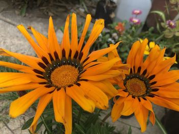Close-up of orange flower