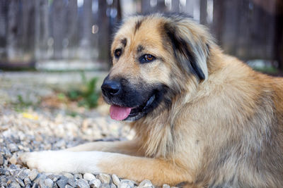 Close-up of dog sitting outdoors