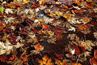 High angle view of maple leaves on fallen tree