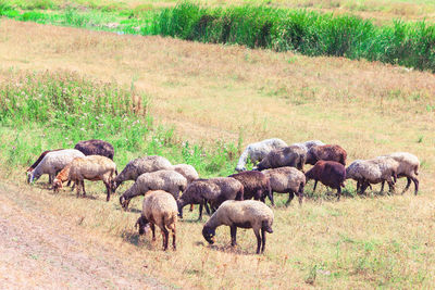 Sheep grazing on field