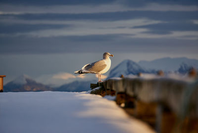 Sea gull enjoying the setting sun haramsøya, Ålesund, møre og romsdal, norway.