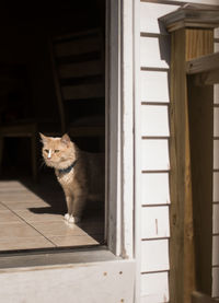 Portrait of a cat looking away