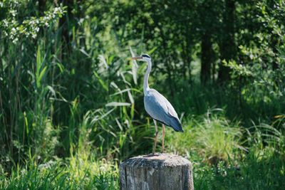 Bird perching on wooden post