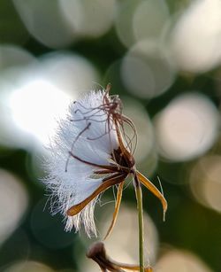 Close-up of wilted plant