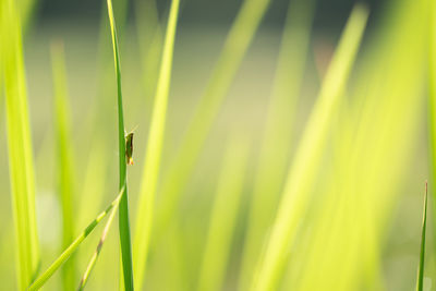 Close-up of insect on grass