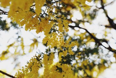 Low angle view of yellow flowering tree branches