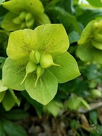 Close-up of flowering plant