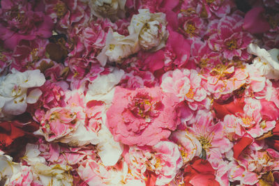 Full frame shot of pink roses