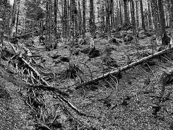 View of trees in forest