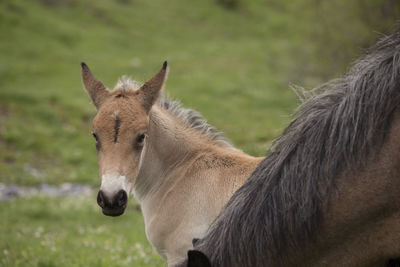 Portrait of a wild foal